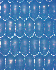 eflo-cells2 eflo-cells2